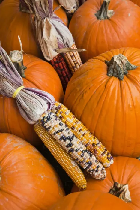 Framed Print : USA, West Virginia, Charleston, Capitol Market, pumpkins and Indian corn Framed Print : USA, West Virginia, Charleston, Capitol Market, pumpkins and Indian corn