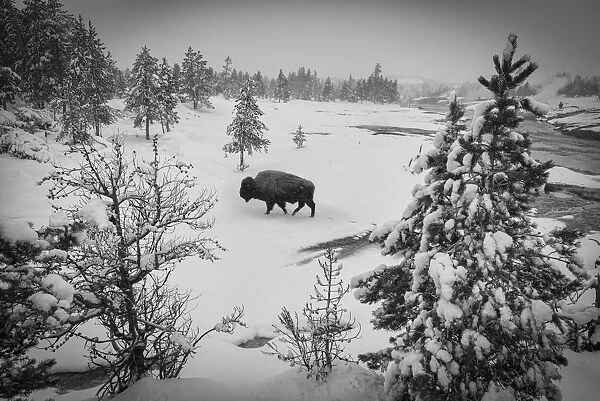 USA, Wyoming, Bison in Yellowstone National Park