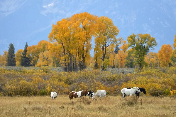 USA, Wyoming, Grand Teton National Park, horses in pasture in autumn