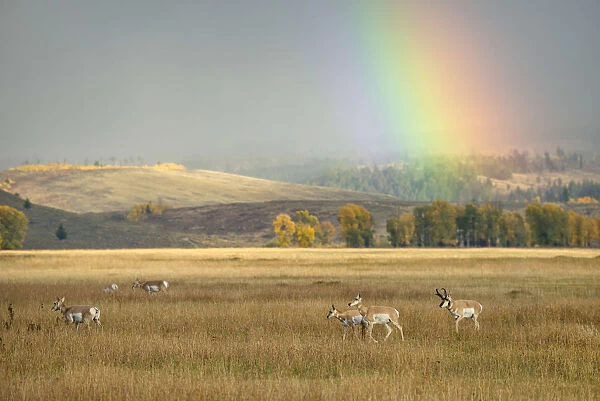 USA, Wyoming, Rockies, Rocky Mountains, Grand Teton National Park, herd of pronghorn