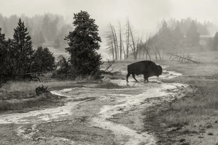 Framed Print : USA, Wyoming, Yellowstone National Park, Bison at Upper Geyser basin Framed Print : USA, Wyoming, Yellowstone National Park, Bison at Upper Geyser basin