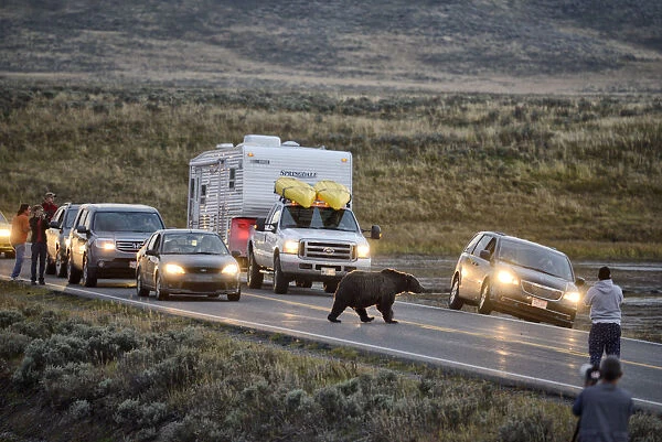 USA, Wyoming, Yellowstone National Park, Grizzly bear crossing highway with tourists