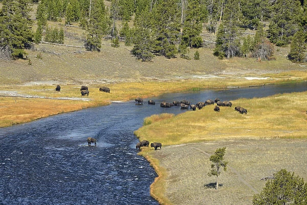 USA, Wyoming, Yellowstone National Park, Bison crossing firehole river