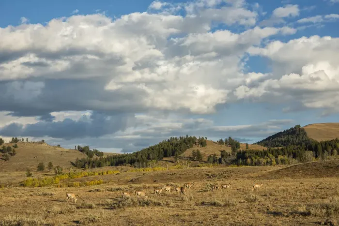 Framed Print : USA, Wyoming, Yellowstone National Park, Pronghorn herd in Lamar valley (Antilocapra Framed Print : USA, Wyoming, Yellowstone National Park, Pronghorn herd in Lamar valley (Antilocapra