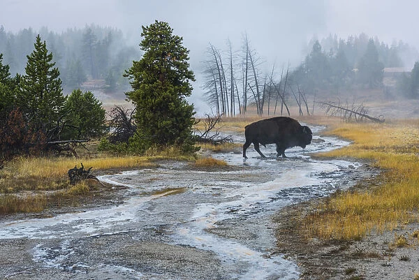 USA, Wyoming, Yellowstone National Park, Bison at Upper Geyser basin