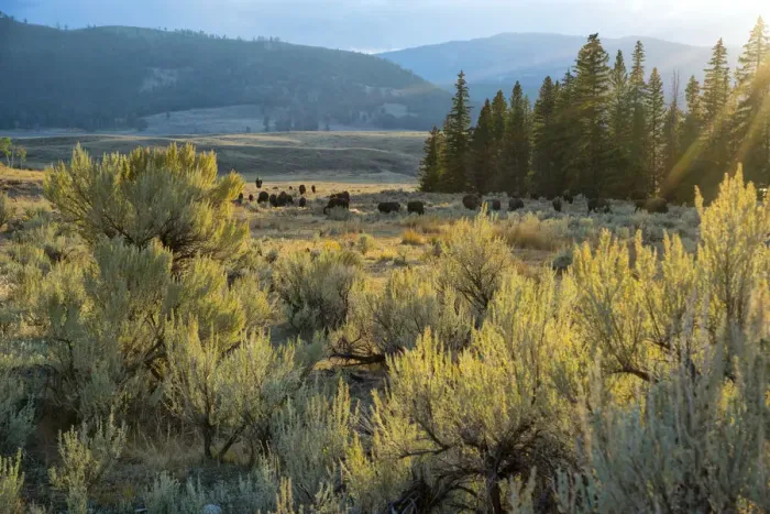 Framed Print : USA, Wyoming, Yellowstone National Park, Bison herd in Lamar valley Framed Print : USA, Wyoming, Yellowstone National Park, Bison herd in Lamar valley