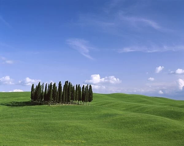 Val d Orcia  /  Countryside View  /  Green Grass & Cypress Trees