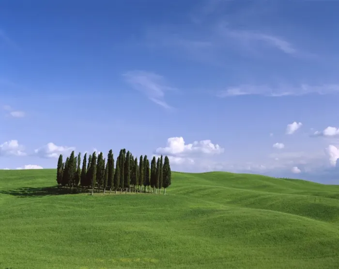 Framed Print : Val d Orcia / Countryside View / Green Grass & Cypress Trees Framed Print : Val d Orcia / Countryside View / Green Grass & Cypress Trees