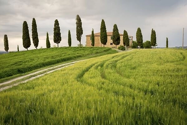 Val d Orcia, Tuscany, Italy. A lonely farmhouse with cypress trees standing in line