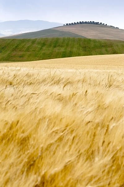Val d Orcia, Tuscany, Italy. yellow meadow and green hills