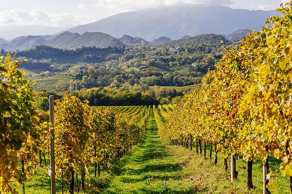 Valdobbiadene, Prosecco sparkling white wine region. Vineyards and hills in autumn. Veneto, Italy