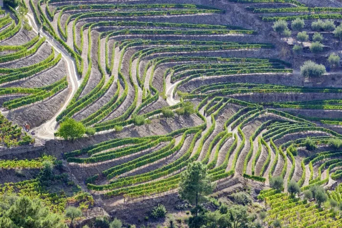 Framed Print : Vale de Mendiz, a valley spreading along the road from Alijo to Pinhao, is full of vineyards to produce the world famous Port wine and the Douro wine. A UNESCO World Heritage Site, Portugal