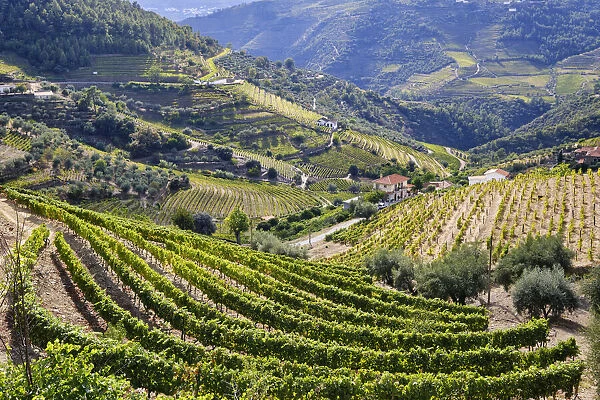 Vale de Mendiz, a valley spreading along the road from Alijo to Pinhao, is full of vineyards to produce the world famous Port wine and the Douro wine. A UNESCO World Heritage Site, Portugal