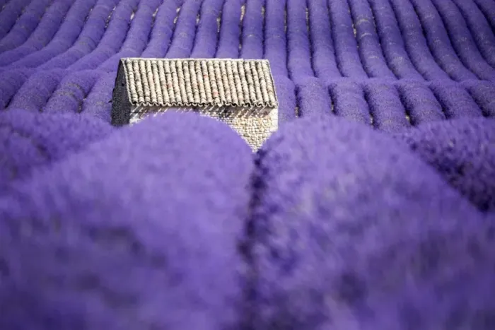 Framed Print : Valensole Plateau, Provence, France. Lavender field