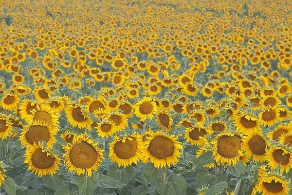 Valensole plateau, Provence, France. Field of sunflowers