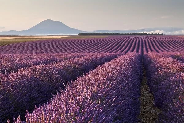 Valensole plateau, Provence, France. Flowering lavender at dawn