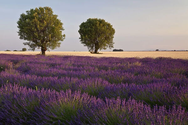 Valensole plateau, Provence, France. The sunset lights illuminated the lavender fields