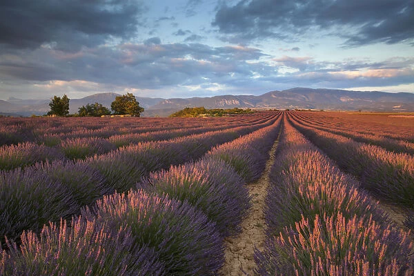 Valensole plateau, Provence, France. Endless fields of lavender at sunset