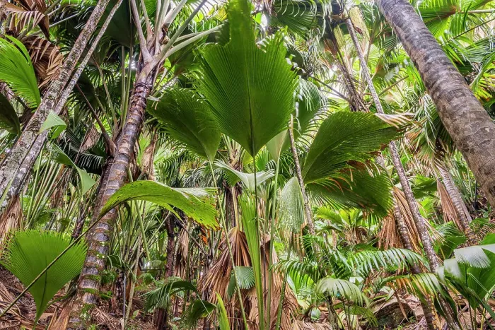 Framed Print : Vallee de Mai Nature Reserve, Praslin, Seychelles Framed Print : Vallee de Mai Nature Reserve, Praslin, Seychelles