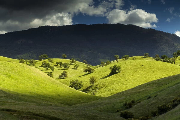 Valley of Oak Trees, near Keene, California, USA