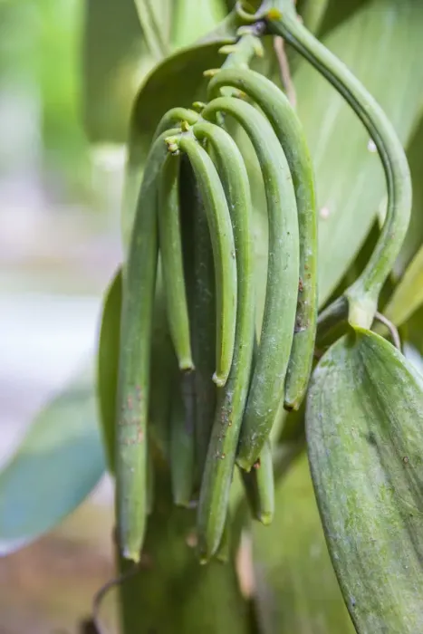 Framed Print : Vanilla pods at the L Union Estate coconut plantation, La Digue, Seychelles