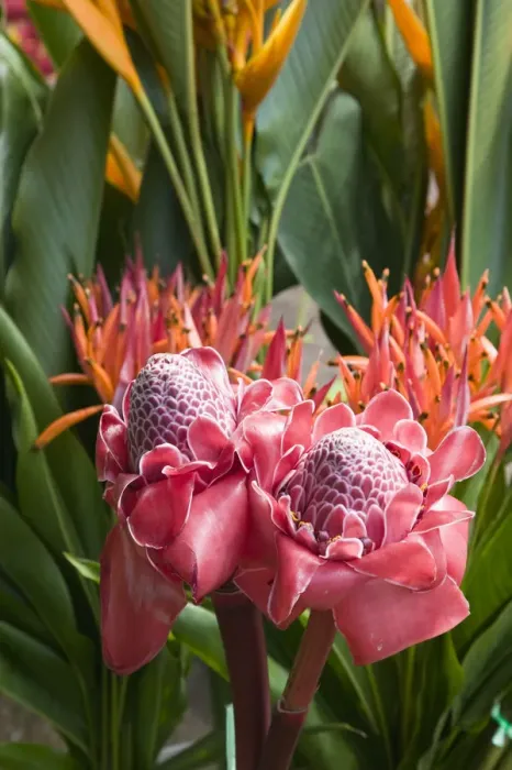 Framed Print : Vanuatu, Efate Island Port Vila, Waterfront Market-Torch Ginger (etlingera elatior) Framed Print : Vanuatu, Efate Island Port Vila, Waterfront Market-Torch Ginger (etlingera elatior)