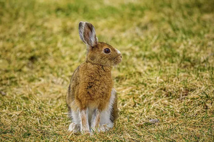 Framed Print : Varying haer / snowshoe hare (Lepus americanus) Spring moult, feeding on lawn, Greater Sudbury, Ontario, Canada Framed Print : Varying haer / snowshoe hare (Lepus americanus) Spring moult, feeding on lawn, Greater Sudbury, Ontario, Canada