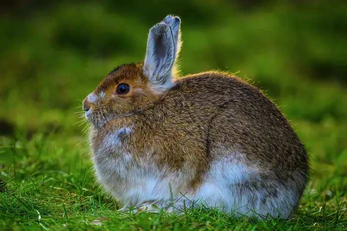 Framed Print : Varying hare (Lepus americanus), Greater Subdury, Ontario, Canada Framed Print : Varying hare (Lepus americanus), Greater Subdury, Ontario, Canada