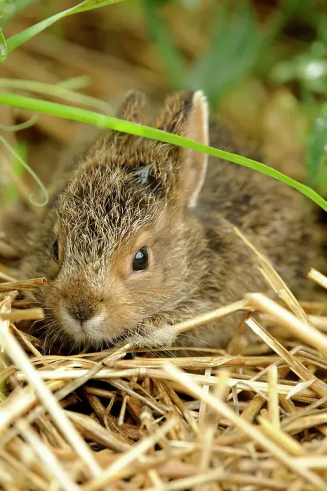 Framed Print : Varying Hare (Lepus americanus) Baby rabbit hiding in vegetable garden, Greater Sudbury, Ontario, Canada Framed Print : Varying Hare (Lepus americanus) Baby rabbit hiding in vegetable garden, Greater Sudbury, Ontario, Canada