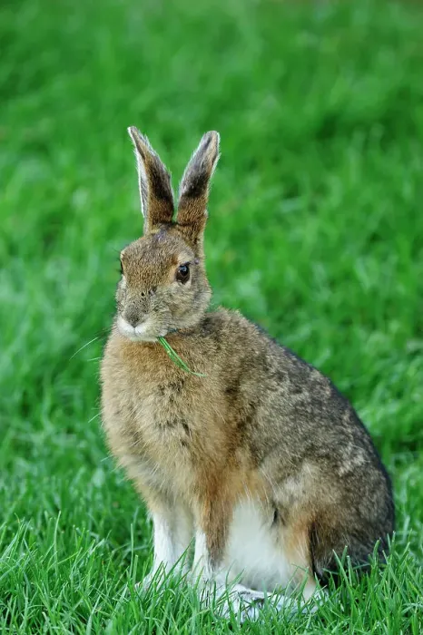 Framed Print : Varying hare (Lepus americanus) Transitional pelage in early spring, Lively, Ontario, Canada Framed Print : Varying hare (Lepus americanus) Transitional pelage in early spring, Lively, Ontario, Canada