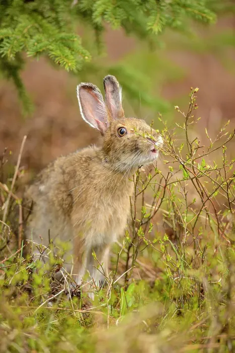 Framed Print : Varying hare, Snowshoe hare (Lepus americanus) In spring with tick infestation, eating buds and twigs, Greater Sudbury, Ontario, Canada Framed Print : Varying hare, Snowshoe hare (Lepus americanus) In spring with tick infestation, eating buds and twigs, Greater Sudbury, Ontario, Canada