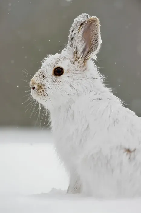 Framed Print : Varying / snowshoe hare (Lepus americanus) Late winter. Greater Sudbury (Lively), Ontario, Canada