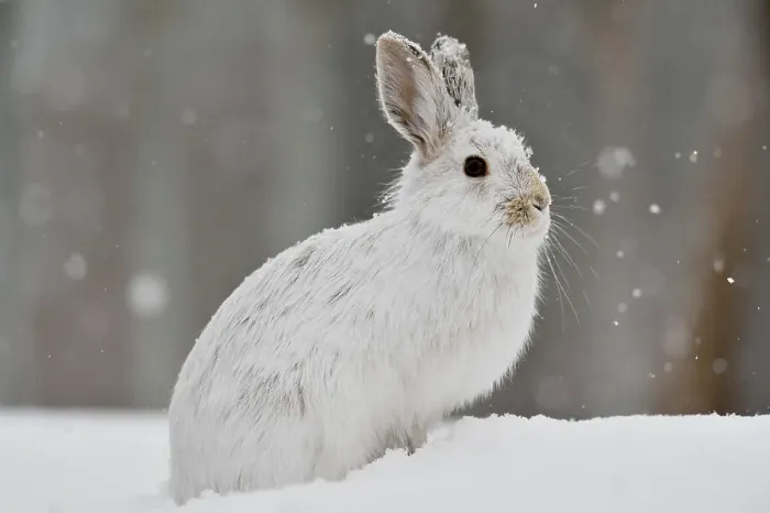 Framed Print : Varying / snowshoe hare (Lepus americanus) Late winter. Greater Sudbury (Lively), Ontario, Canada Framed Print : Varying / snowshoe hare (Lepus americanus) Late winter. Greater Sudbury (Lively), Ontario, Canada