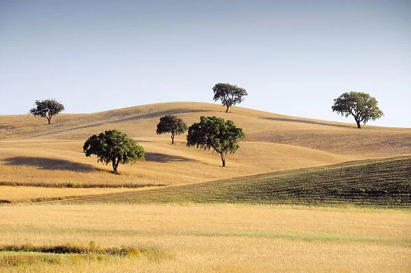 The vast plains of Alentejo with cork trees