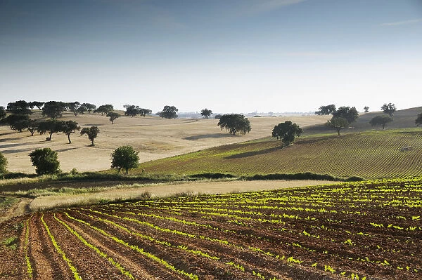 The vast plains of Alentejo with cork trees