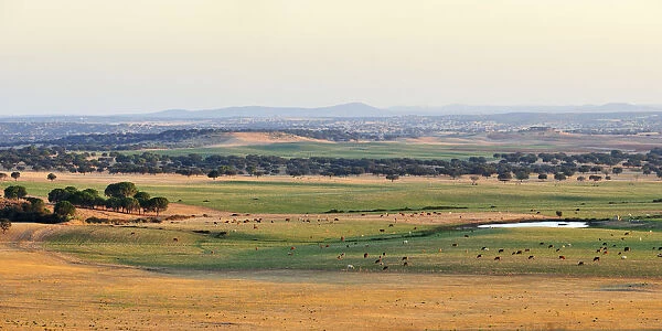 The vast plains of Alentejo near Avis, Portugal