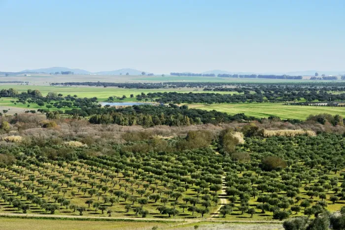 Framed Print : The vast plains of Alentejo and Spain with farms, olive trees and cork trees. Portugal