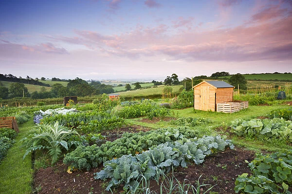 Vegetable growing on a rural Allotment, Morchard Bishop, Devon, England