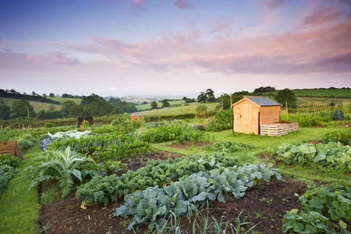 Framed Print : Vegetable growing on a rural Allotment, Morchard Bishop, Devon, England Framed Print : Vegetable growing on a rural Allotment, Morchard Bishop, Devon, England