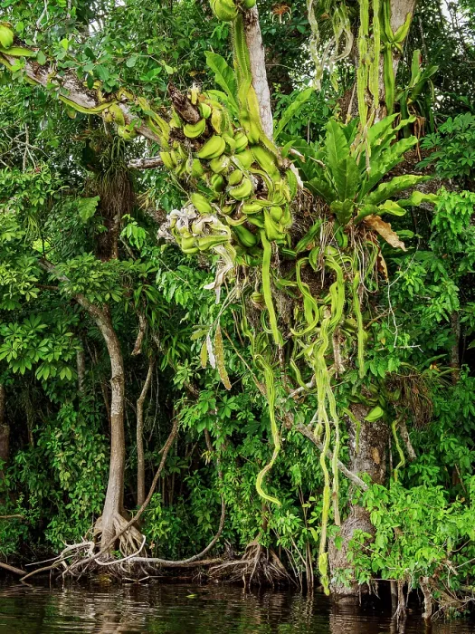 Framed Print : Vegetation at the bank of the New River, Orange Walk District, Belize Framed Print : Vegetation at the bank of the New River, Orange Walk District, Belize