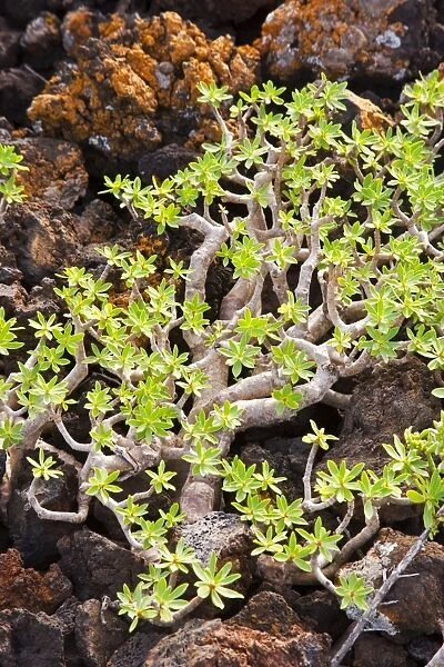 Vegetation in the middle of volcanic rocks in Lanzarote Island