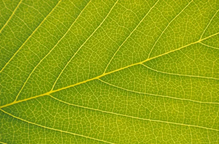 Framed Print : Veins of Leaf Framed Print : Veins of Leaf