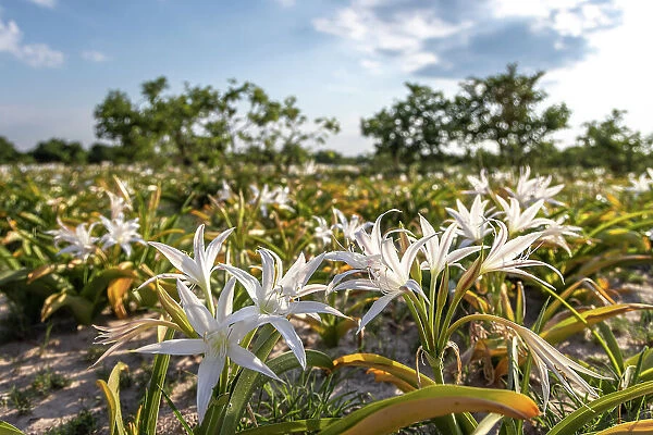 Veld Lily, Okavango Delta, Botswana