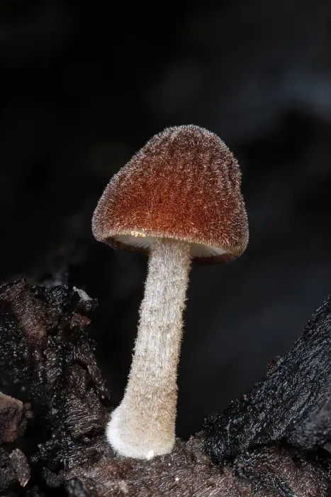 Framed Print : Velvet Shield (Pluteus umbrosus), very small specimen (10mm), New Forest National Park, Hampshire, England, UK, October 2022, Focus-stacked Framed Print : Velvet Shield (Pluteus umbrosus), very small specimen (10mm), New Forest National Park, Hampshire, England, UK, October 2022, Focus-stacked