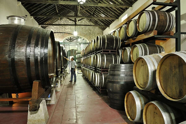 Venancio da Costa Lima wine cellars. Quinta do Anjo, Portugal