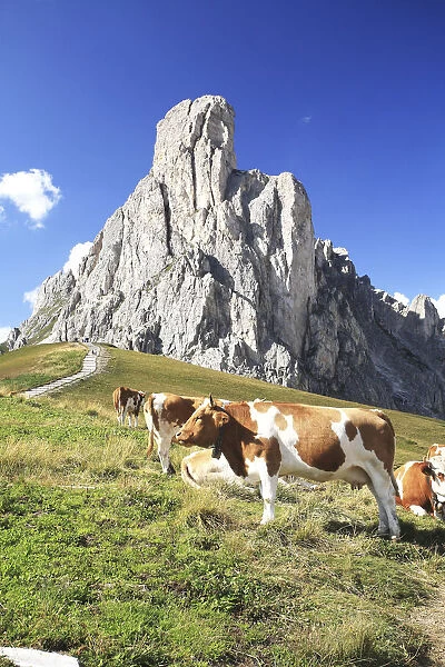 Veneto, cows at Giau pass, in the background La Gusela mountain, Italy