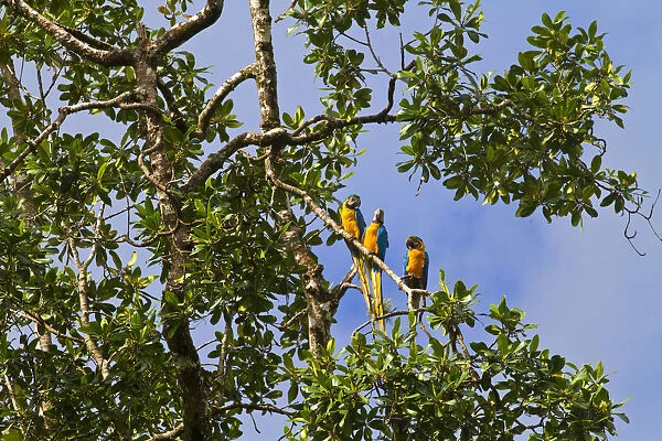 Venezuela, Delta Amacuro, Orinoco Delta, Yellow and Blue Macaws