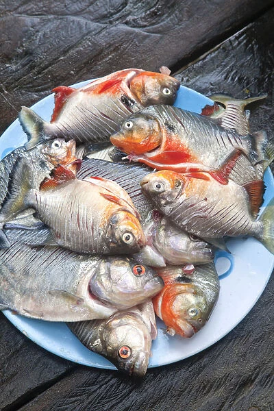 Venezuela, Delta Amacuro, Orinoco Delta, Piranha Fish