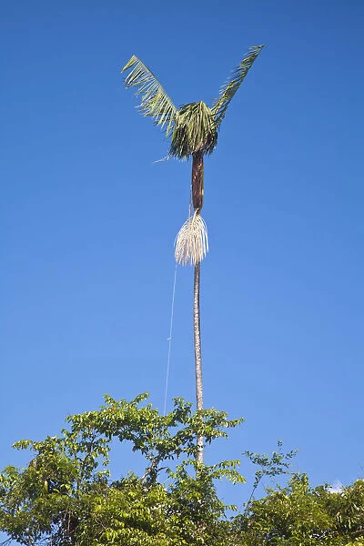 Venezuela, Delta Amacuro, Orinoco Delta, A trap in a palm tree to catch parrots