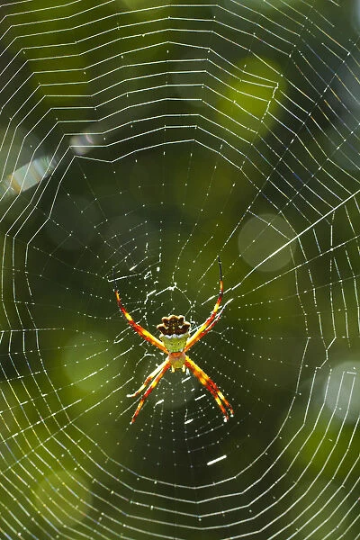 Venezuela, Guayana, Canaima National Park, Spider